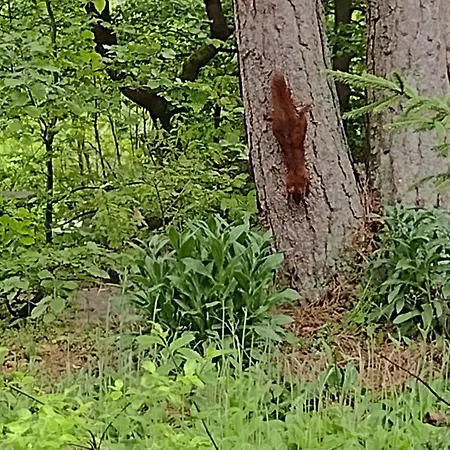 Olifant In Osterode Lägenhet