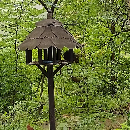 Olifant In Osterode * Osterode am Harz