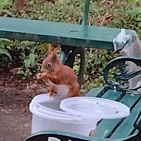 Olifant In Osterode * Osterode am Harz